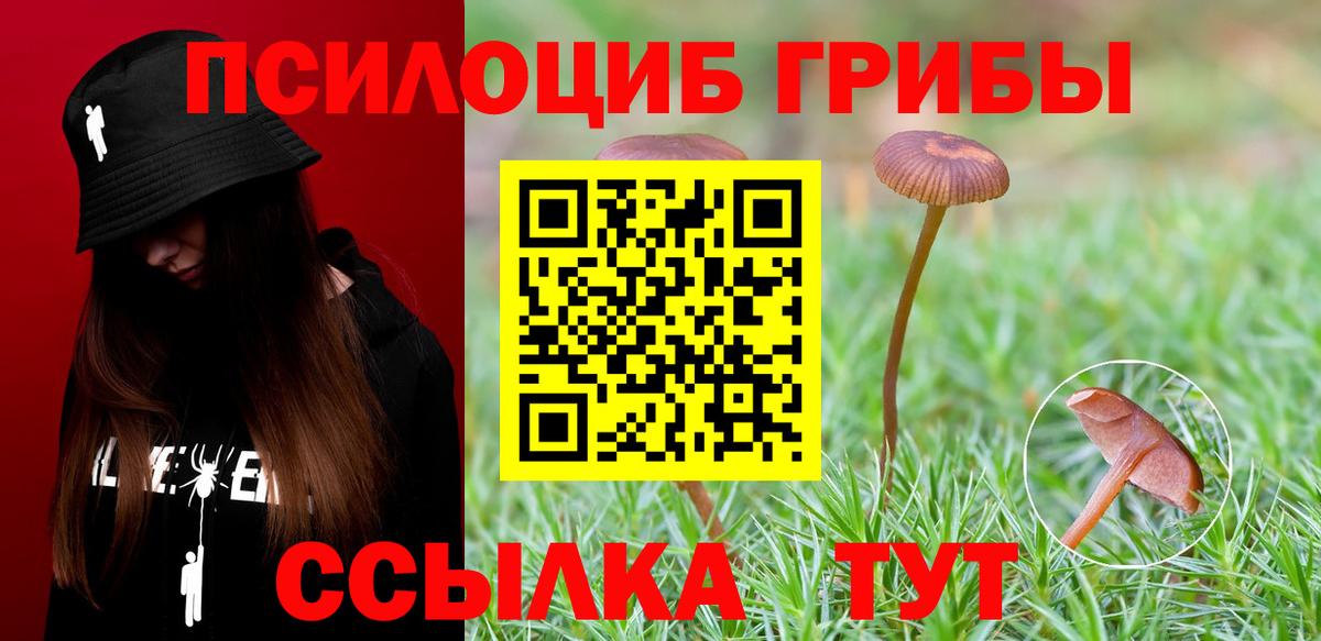 Галлюциногенные грибы Psilocybine cubensis Киров